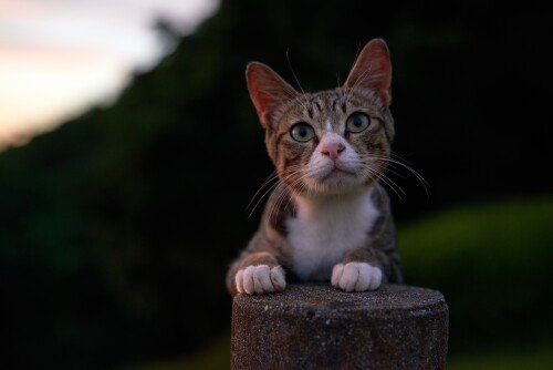 cats2 0519