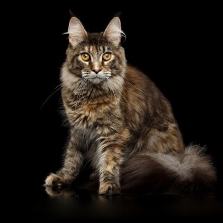 cats2_0520