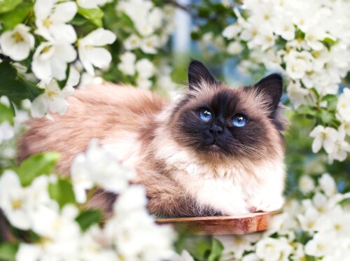 cats2 0525
