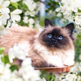 cats2_0525