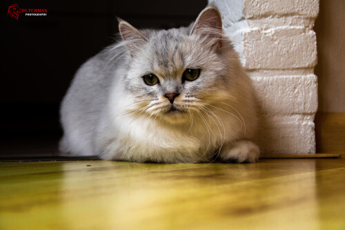 cats2 0526