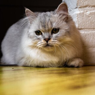cats2_0526