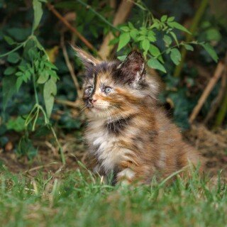 cats2_0527