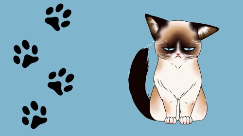 cats2 0528
