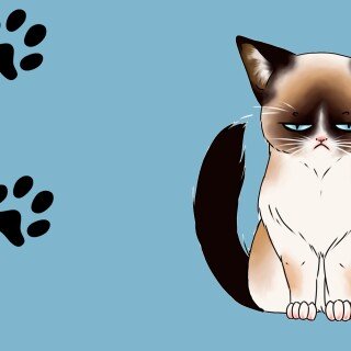 cats2_0528