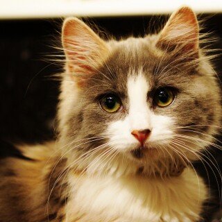 cats2_0530