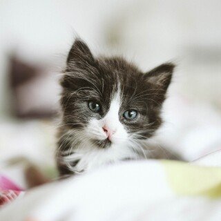 cats2_0532