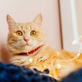 cats2_0536