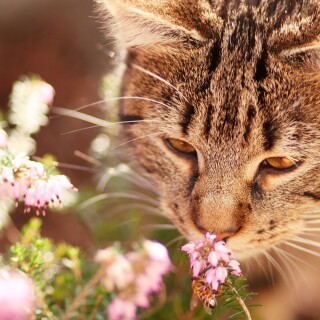 cats2_0537