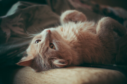 cats2 0540