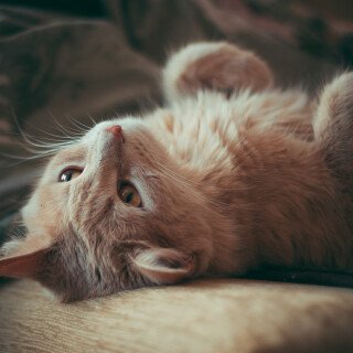 cats2_0540