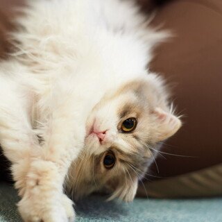 cats2_0541