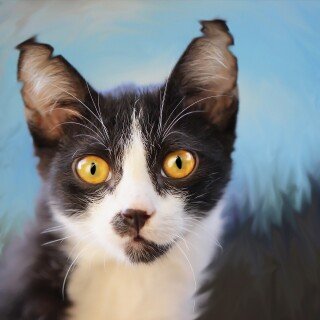 cats2_0551