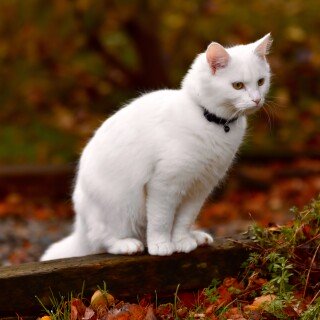 cats2_0552