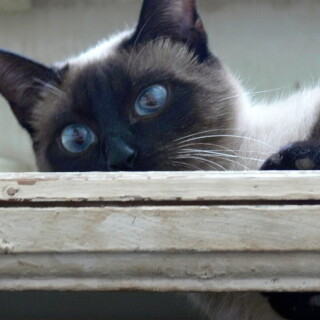 cats2_0558