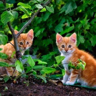 cats2_0559