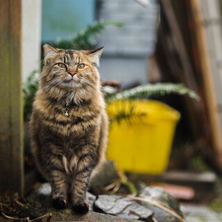 cats2_0565