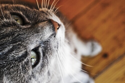 cats2 0572