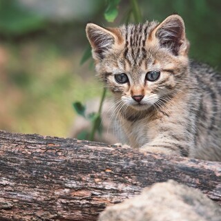 cats2_0573