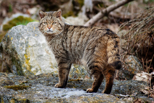 cats2 0576