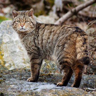 cats2_0576