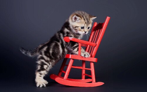 cats2 0578