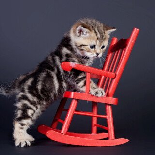 cats2_0578
