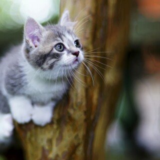 cats2_0585