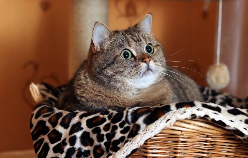 cats2 0586
