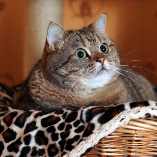 cats2_0586
