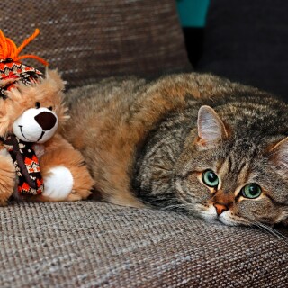 cats2_0587