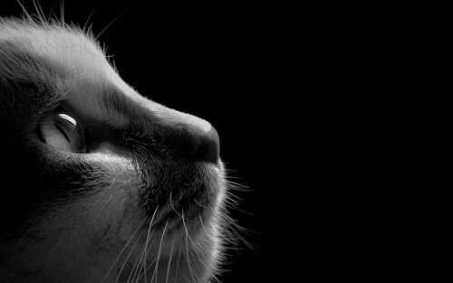 cats2 0588