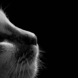 cats2_0588
