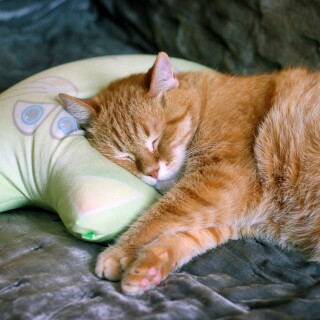 cats2_0590