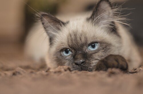 cats2 0591