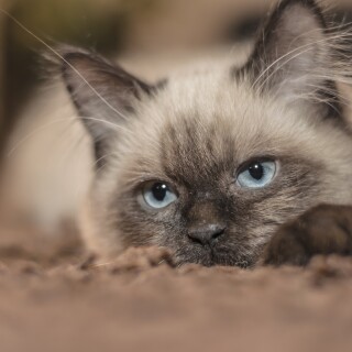 cats2_0591