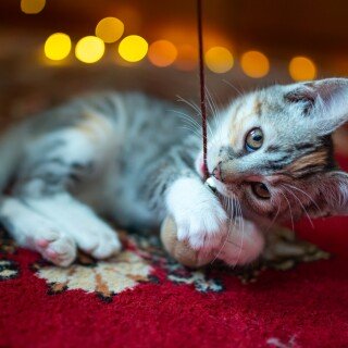 cats2_0595