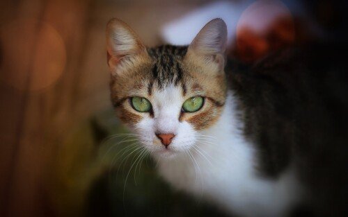 cats2_0597.jpg