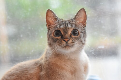 cats2 0599