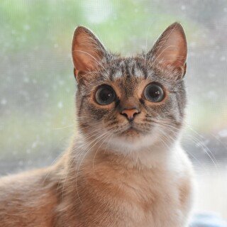 cats2_0599