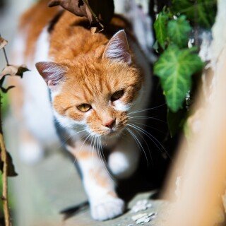 cats2_0600