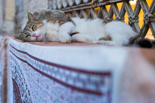 cats2 0601