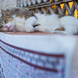 cats2_0601