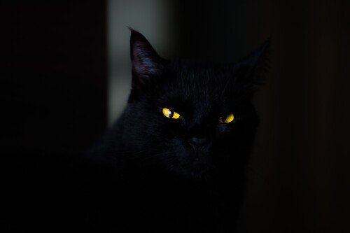 cats2 0605