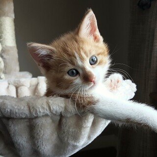 cats2_0608