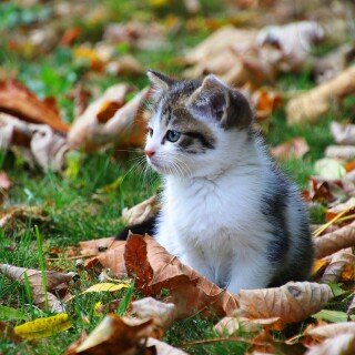 cats2_0611