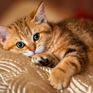 cats2_0616