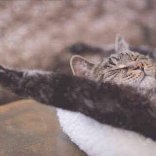 cats2_0624