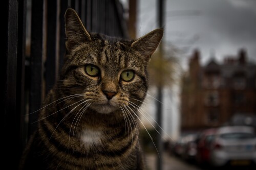 cats2 0626