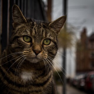 cats2_0626